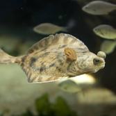 A sanddab in the Aviary exhibit