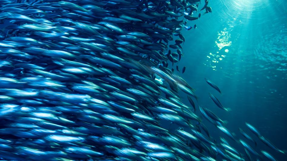 A school of Pacific sardines creating a bait ball within the Open Sea exhibit