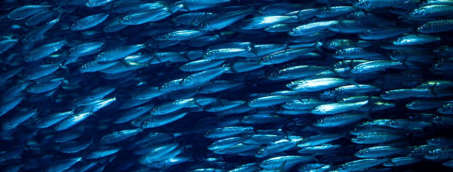 A large school of of Pacific sardines in the Open Sea exhibit