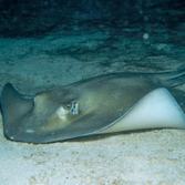 Southern stingray, Caribbean