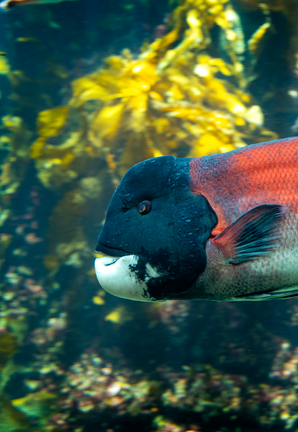 Sheephead swimming through a kelp forest