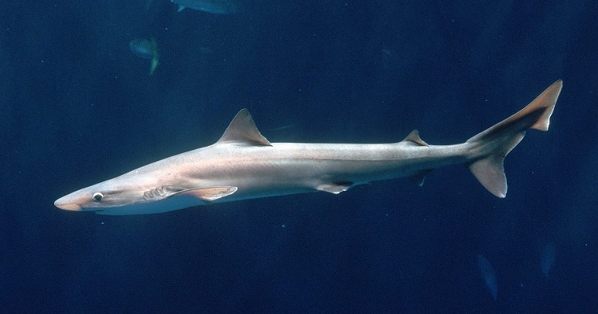 Full body profile of a soupfin shark swimming in deep blue water with other fish in background