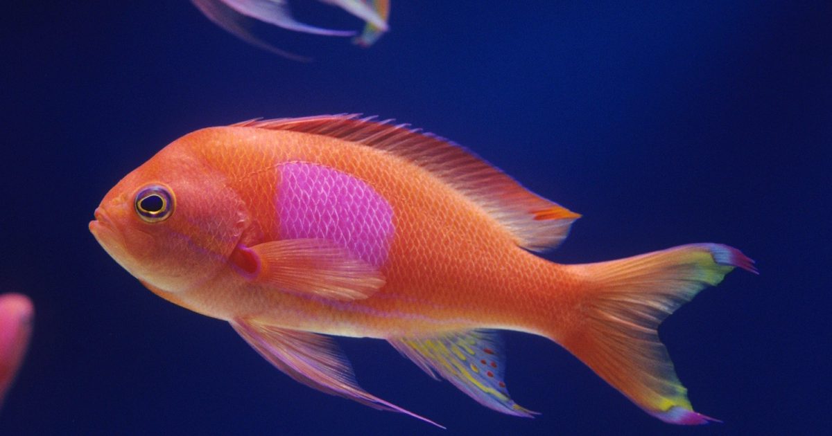 A bright orange squarespot with it's hot pink spot on the side swimming horizontally