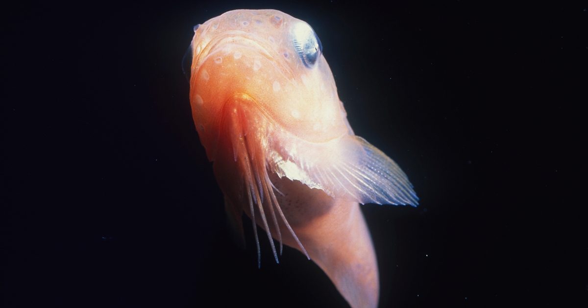 A tadpole snailfish swimming upwards in dark waters