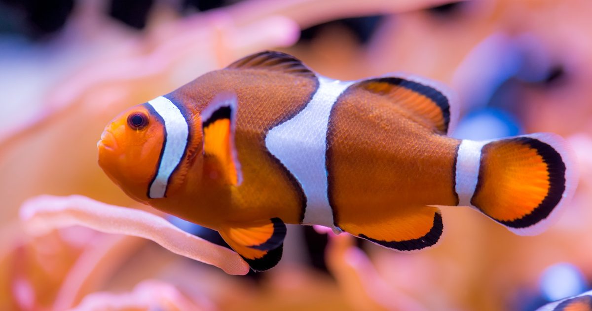 An anemonefish also called a clownfish, on exhibit in the Splash Zone.