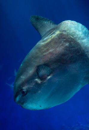 An ocean sunfish in the Open Sea exhibit