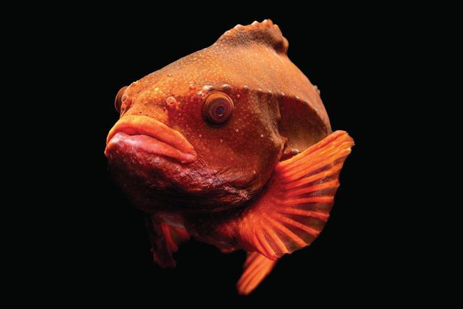 Lumpfisch Lumpfish | Monterey Bay Aquarium