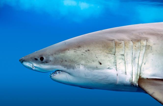 White shark profile