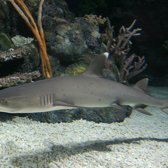 Whitetip reef shark swimming above a sandy seafloor