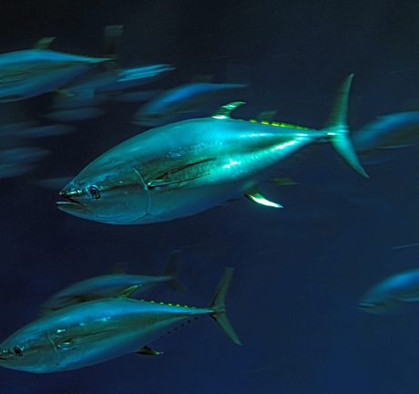 Yellowfin tuna glowing teal and silver swimming through a school of fish in a deep blue exhibit