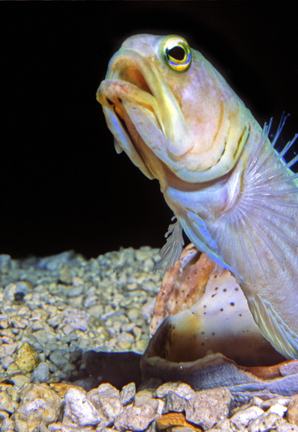 A side view of a yellow-headed jawfish popping out from under a small rock and sand ocean floor with its mouth slightly open