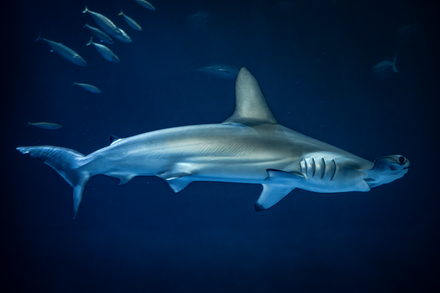 Hammerhead shark swimming in profile against a deep blue background, distinctive head shape visible