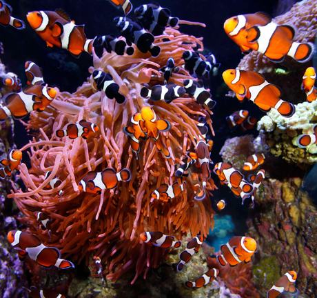 A school of clown fish around an anemone