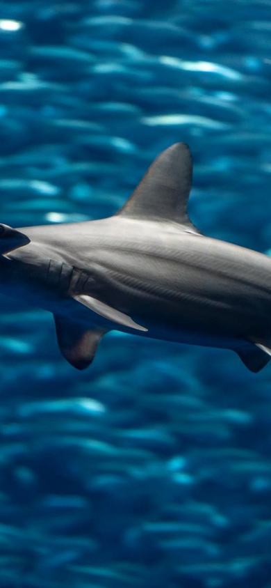 Scalloped hammerhead shark swimming past a school of sardines in a large blue Aquarium exhibit