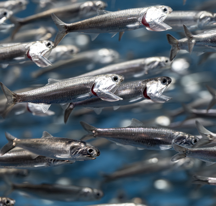 Close-up of silver northern anchovies swimming with mouths open in blue water