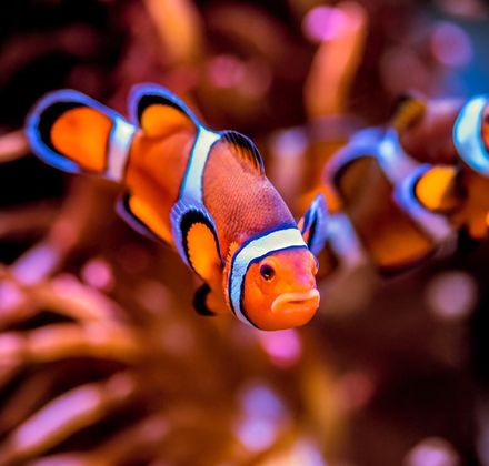 An anemonefish also called a clownfish on exhibit