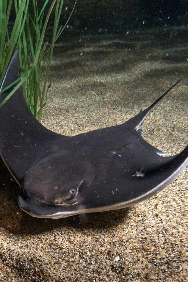Bat ray resting on sandy seafloor beside eelgrass in dim underwater light