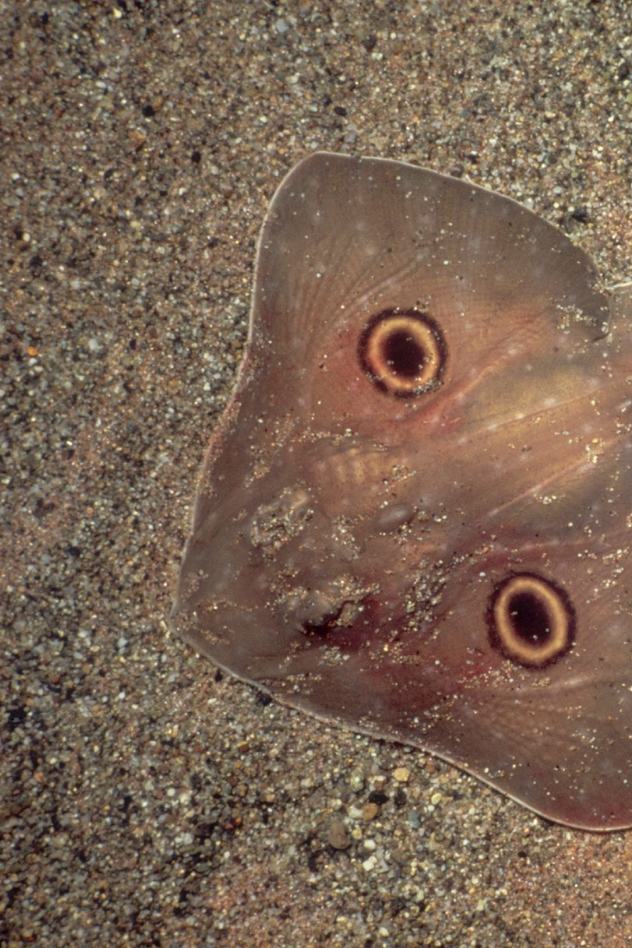 View of a big skate from above