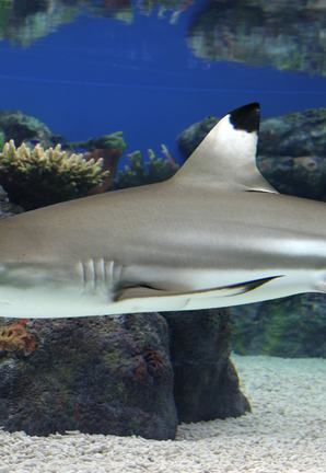 Side view of a blacktip reef shark swimming by coral along the sandy seafloor