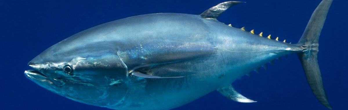Pacific bluefin tuna swimming against deep blue water