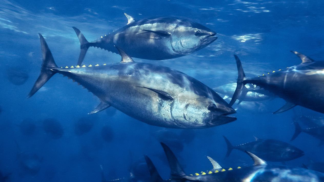 Wild bluefin tuna swimming in the ocean.