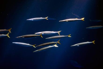 Small group of California barracuda with yellow tails swimming in dark blue water