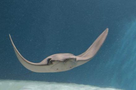 Head-on view of a cownose ray