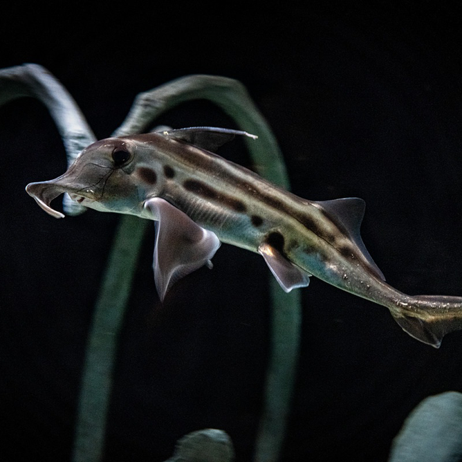 An elephant fish with a distinctive trunk-like snout and spotted body swims against a dark background