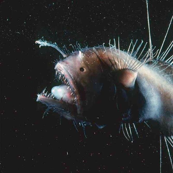 Fanfin anglerfish