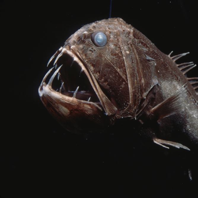 Close-up of a fangtooth fish with wide-open jaw and sharp teeth against black background
