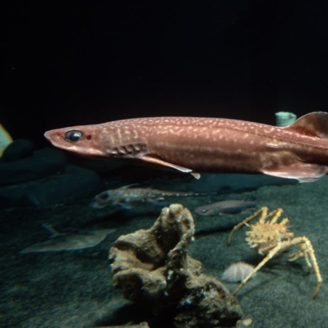 A filetail catshark swimming among other animals