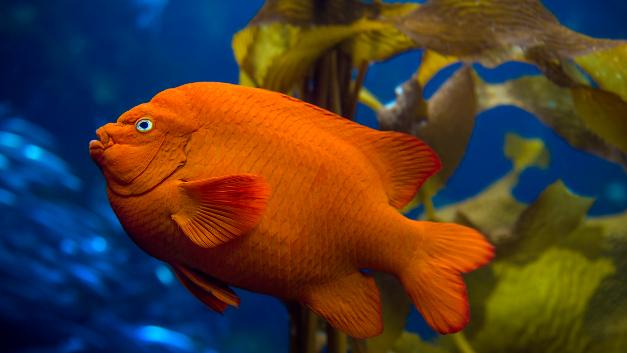 A close up shot of a Garibaldi fish, that is completely orange, in front of kelp