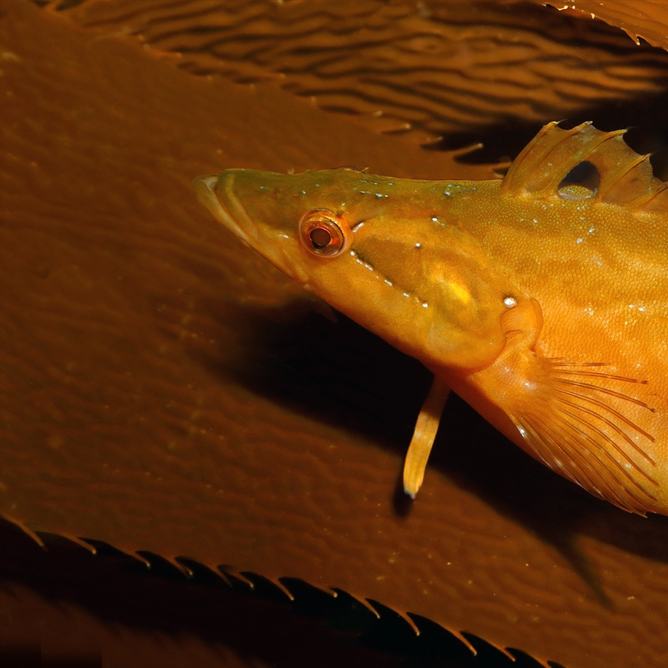 A giant kelpfish on a frond of giant kelp