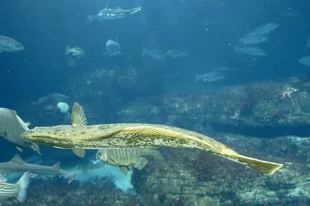 California Halibut in Monterey Bay Habitats Exhibit