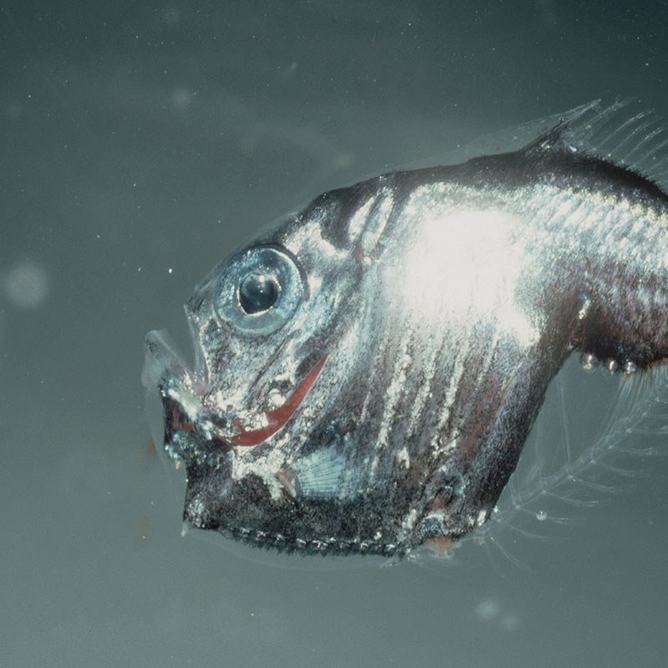 Side view of a hatchetfish