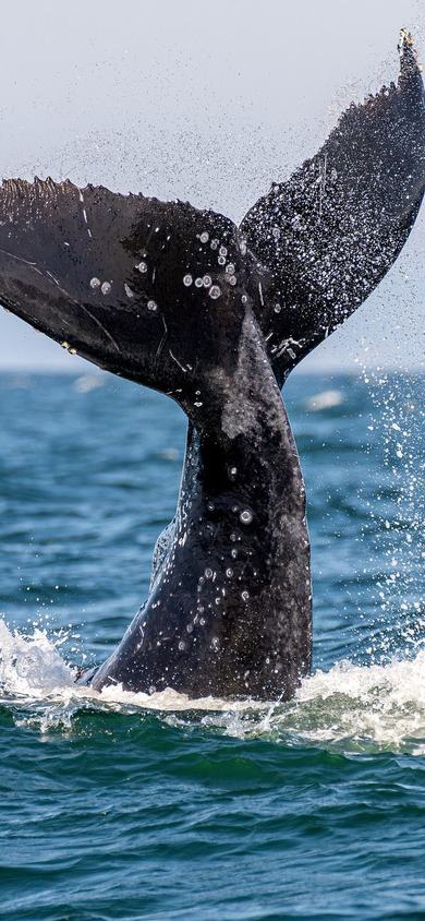Humpback whale tail slaps the surface of the water