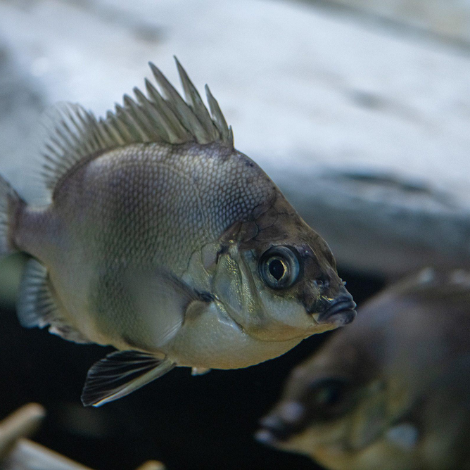 Close-up of a Japanese armorhead fish with spiny dorsal fin against dark water