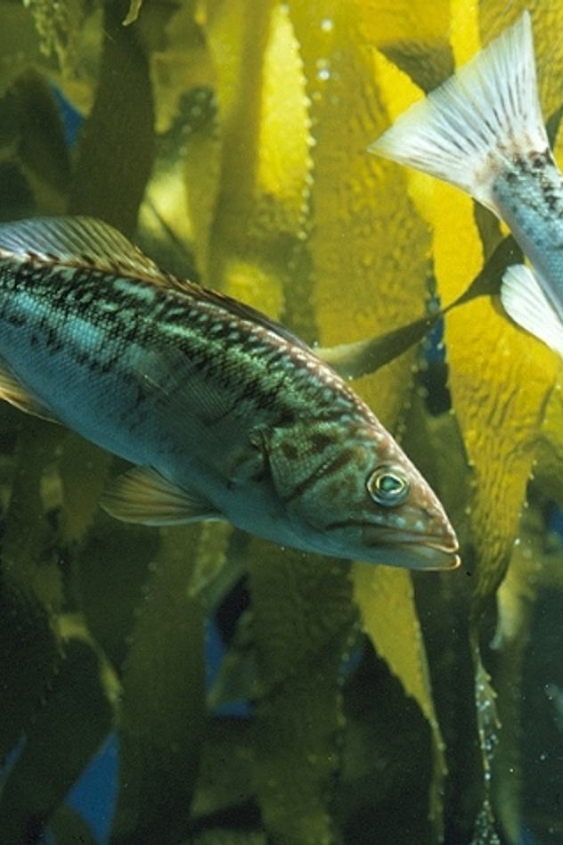 Two kelp bass swimming in front of giant kelp