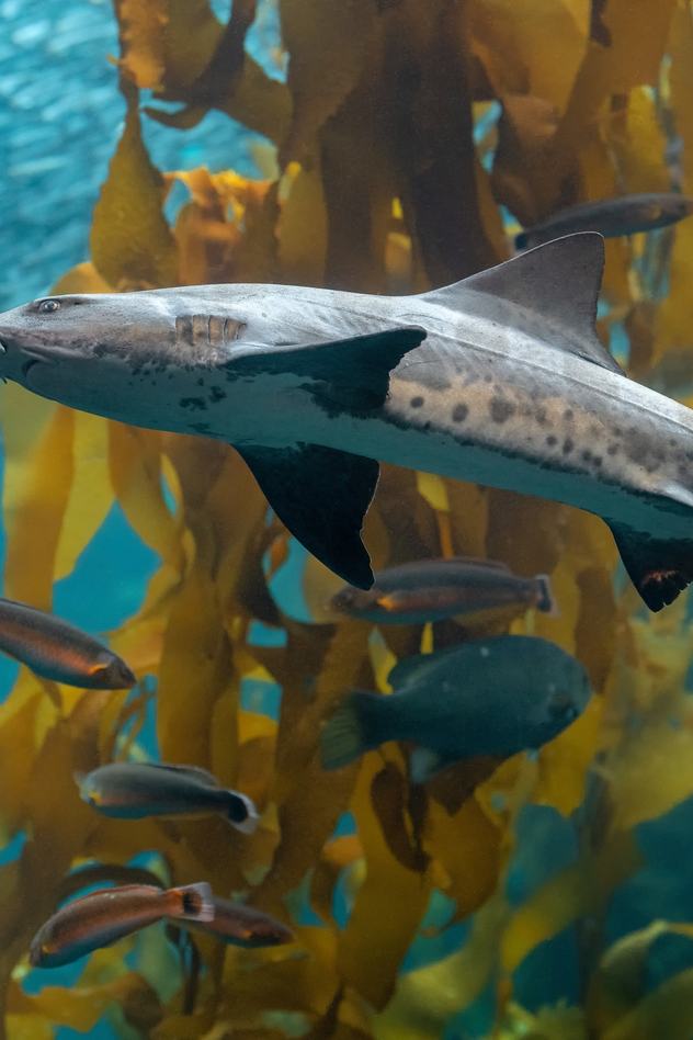 A leopard shark moves along the kelp forest with other fish