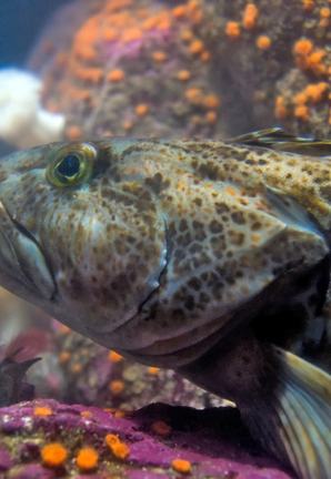 Close-up of a lingcod swimming beside coral-covered rocks