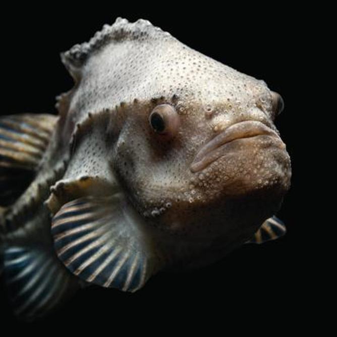 A female lumpfish