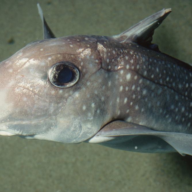 Spotted Ratfish