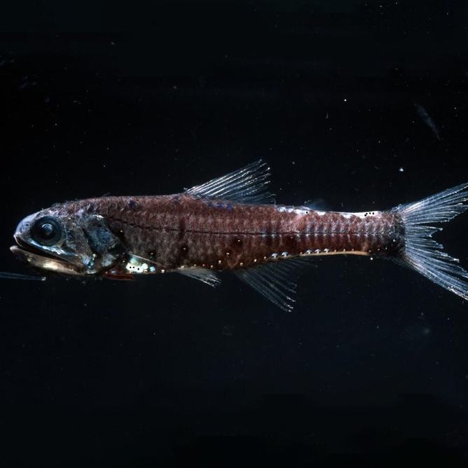 Side profile of a deep-sea northern lampfish with large eyes and bioluminescent spots against black