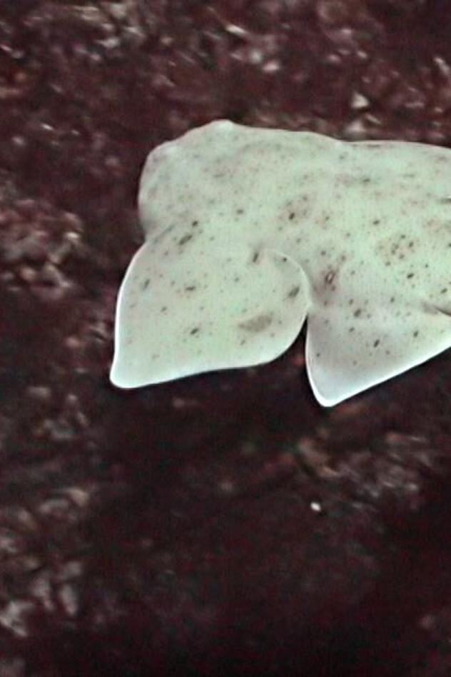 Pacific angel shark swimming away
