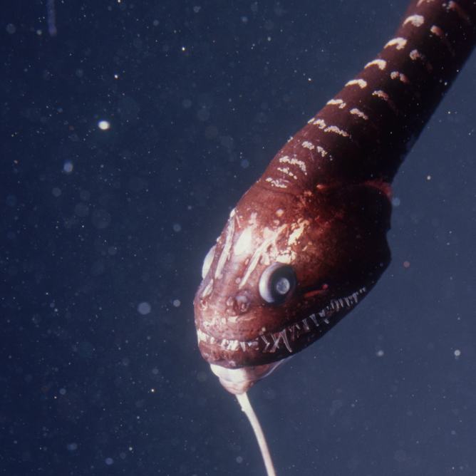 Close-up of a Pacific blackdragon