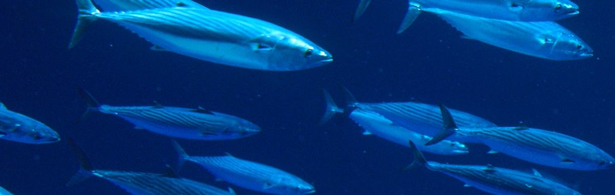 A school of Pacific bonito swimming