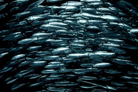Pacific sardines