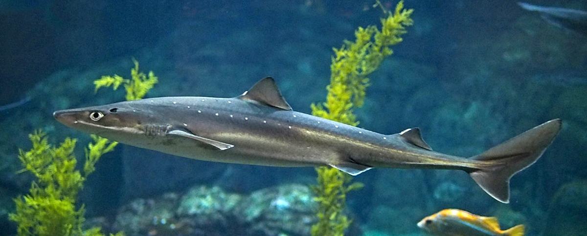 Pacific Spiny dogfish