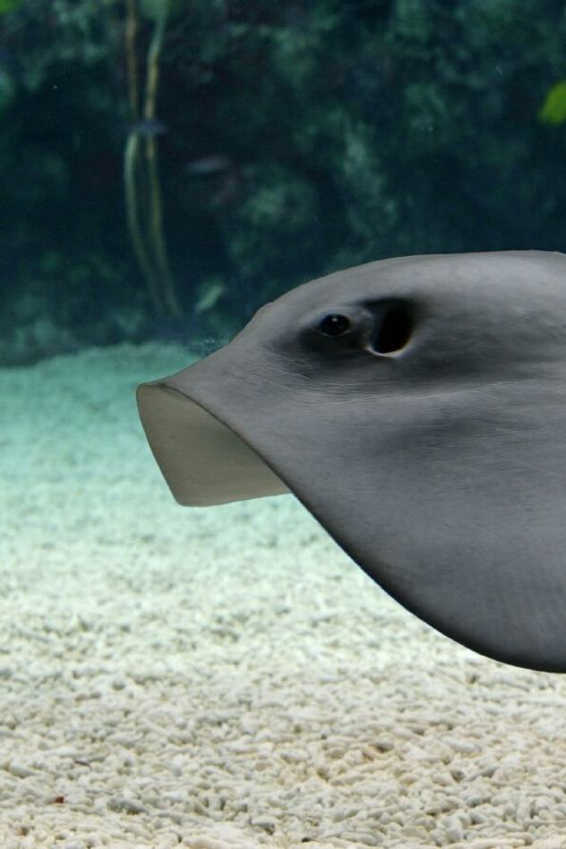 Side view of a pelagic stingray swimming