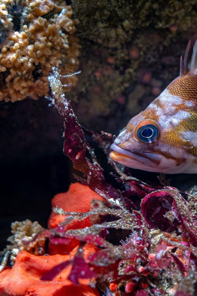 A Copper rockfish hides amongst the crevices of rocks and strawberry anemones in the rocky shore